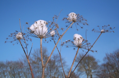 <i class='fa fa-user'></i> Rudi Debruyne | Planten/Schermbloemigen  <i class='fa fa-eye'> 201</i>  <i class='fa fa-thumbs-up'> 19</i>   <i class='fa fa-comment-o'> 7</i>