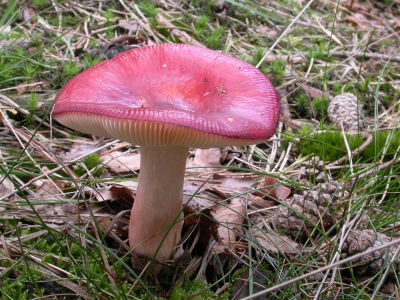 Onder dennen, een grote diep rode Russula met een roze tint over de steel. Ik leer steeds meer: russula's moet je oa determineren aan de hand van de smaak van een heel klein stukje op de punt van je tong (en uit spugen!). Deze smaakt mild.