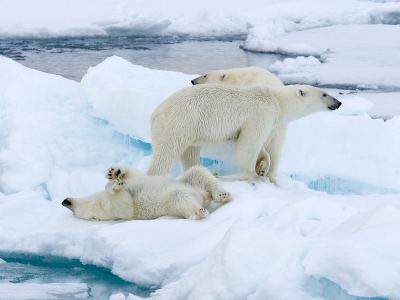 Net terug van een indrukwekkende rondreis spitsbergen,vele ontmoetingen gehad met de ijsbeer,waaronder deze moeder met jong welke aardig dichtbij ons schip kwam,vele kiekjes kunnen nemen.