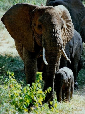 <i class='fa fa-user'></i> rixte | Afrikaanse Olifant  <i class='fa fa-eye'> 169</i>   <i class='fa fa-comment-o'> 2</i>