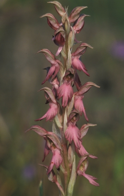 <i class='fa fa-user'></i> Lia van Harskamp | Heilige Orchis  <i class='fa fa-eye'> 243</i>   <i class='fa fa-comment-o'> 3</i>