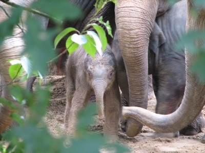 Hier is het olifantje 10 minuten oud, ik heb hem vanaf een klimrek in de speeltuin genomen!