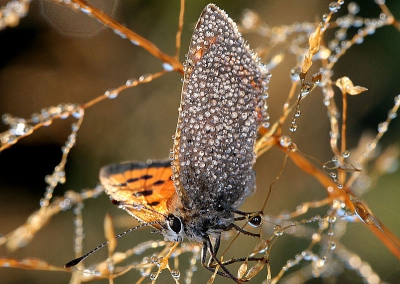 Echt vroeg gevonden maar even gewacht tot de vuurvlinder wat actiever werd. In het eerste zonlicht werden de vleugels gedroogd. Jammer dat er ook wind op stak, waardoor het moeilijk was de vlinder in beeld te houden. Deze kwam er aardig uit.