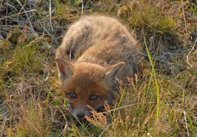 Tijdens veldwerk (onderzoek) in de duinen stonden we plotseling bijna boven op deze jonge vos. Een van de ouders hadden we kort daarvoor al zien rondlopen. Een uitermate leuke verrassing. De afstand tot de vos is hier maximaal 2 meter, hadden het beest niet eerder opgemerkt! Snel enkele foto's genomen voordat de jonge vos eieren voor zijn geld koos en er als een bange haas vandoor ging...