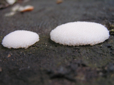 hierbij een opname van beide samen, de kleine is ongeveer 4-5 cm doorsnede, de grote 9-10cm