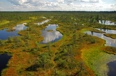 Een foto van een intact stukje hoogveen in Estland. Hier een fantastisch voorbeeld van de afwisseling tussen veenpoelen, hoogveenvegetaties en opkomende dennenbomen. Kenmerkende rode kleuring van de hoogveenmossen karakteriseert het landschap.