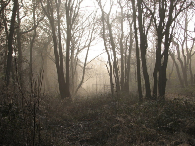 TIjdens een vroege ochtend in een beschermd natuurgebied. De omgeving was dauwig en de zon scheen zwak.