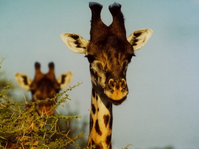 De giraffes zijn erg nieuwschierig, ook in het wild!