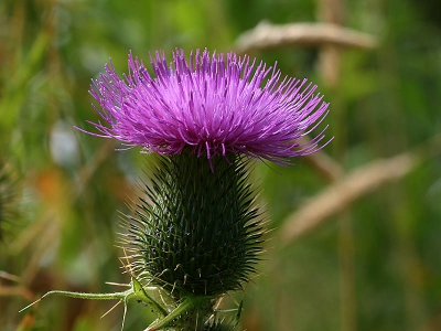 <i class='fa fa-user'></i> Jan Hendriks | Speerdistel  <i class='fa fa-eye'> 207</i>   <i class='fa fa-comment-o'> 2</i>