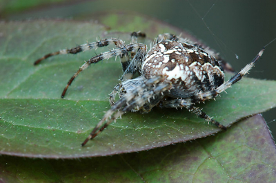 foto is gemaakt met nikon D70s en een 105mm vr lens.
de spin zat op een klimplant bij mij in de tuin