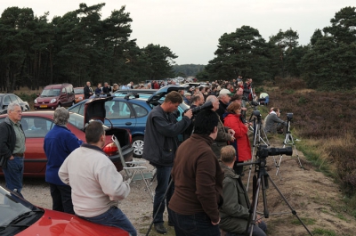 Niet alleen de edelherten komen op het voeren af, deze avond was het wel heel druk op de hoge veluwe