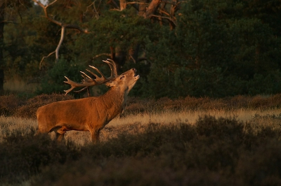 Vanmiddag/vanavond weer naar de Hoge Veluwe geweest. Bij de observatieplaatsen Schuilkelder en Koeverbos/Millelamel was het rustig, dus maar naar de wildbaanweg. Daar was meer activiteit, niet alleen wat betreft de edelherten, maar ook wat betreft de fotografen. Door een redelijk heldere zonsondergang hadden we mooi licht. Een aantal plaatjes geschoten, waaronder deze.