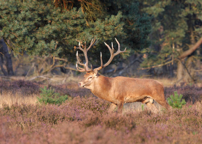 gisteren ook een naar de veluwe geweest om de hertenbronst mee te maken.het is en blijft een mooie gebeurtenis.
bij aankomst om 15.00 uur waren er al een groot aantal fotografen aanwezig maar kon nog een plekje vinden.
vanuit het bos kon je het geburl van de herten al horen en om ongeveer 18.30 uur kwamen de eerste herten op het veld waar ik een waar spektakel meemaakte en hier een serie foto's van heb kunnen maken.
hier n van de foto's van gisteren,ik hoop dat jullie van deze foto net zoveel genieten als ik.