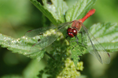 Tijdens een wandeling door de Oosterpolder waren er veel libellen te zien. Deze ging even zitten. Helaas alleen de 70-300mm lens bij me. ik vind hem toch wel goed gelukt