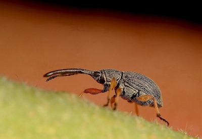 deze snuitkever wilde er eerst niet lekker voor gaan zitten. ik weet, hij is net niet 100 procent scherp maar dit is toch wel 1 van mijn betere opname`s van een snuitkevertje.hgr Jaap