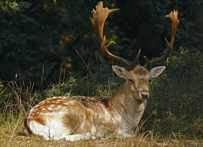 Geheel toevallig tegen dit pracht beest aangelopen dat achter in de bosjes mensen ligt te bekijken.
Velen denken dat het andersom is.