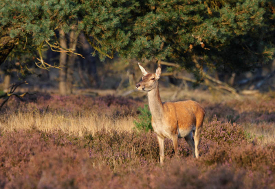 vandaag maar eens een foto van een hinde die ik heb gemaakt tijdens de hertenbronst op de veluwe.