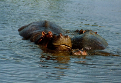 Prachtig om deze grote dieren met kleintjes te zien.