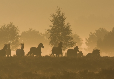 Eindelijk ook pix pas houder dus uploaden maar haha
de laatste in mijn ogen wel mooie platen van de
wilde paarden