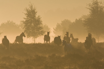 Eindelijk ook pix pas houder dus uploaden maar haha
de laatste in mijn ogen wel mooie platen van de
wilde paarden