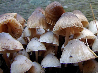 <i class='fa fa-user'></i> andrea | Bundel mycena  <i class='fa fa-eye'> 94</i>   <i class='fa fa-comment-o'> 5</i>