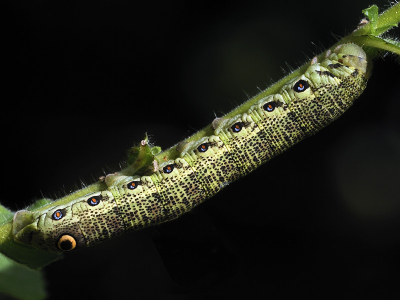 Vlak bij het riviertje de Calevon, in de Luberon, vond ik deze rups, van een centimeter of 8. Het lukt me niet de juiste naam erbij te vinden. Wie wel? Dank!