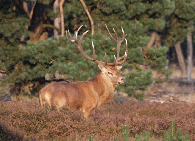 ook deze foto is gemaakt op de veluwe.de hertenbronst is en blijft een mooie gebeurtenis.