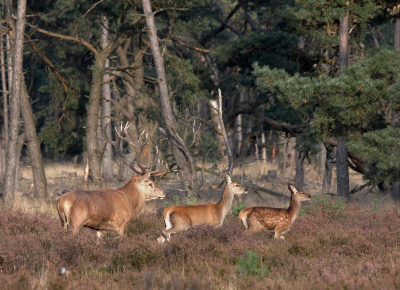 het mooie van deze foto vind ik dat hier een kalf,hinde en een hert te zien is die achter elkaar lopen.ik wou deze foto toch even aan jullie laten zien.