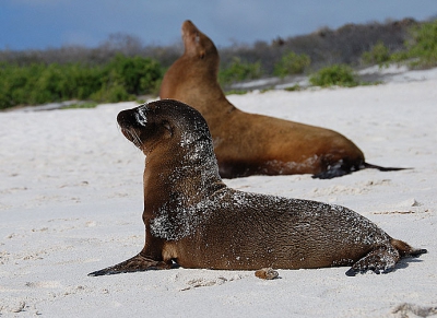 Moeder en dochter zeeleeuw op het strand van het eiland Espanola op de Galapagos.