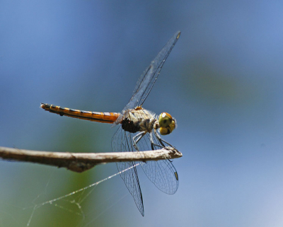 Helaas weet ik niet de naam van deze dragonfly. Iemand een idee?
Deze bleef mooi een tijdje zitten, af en toe een andere pose aannemend.