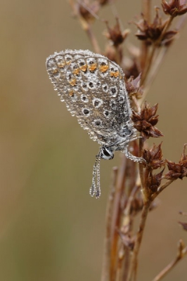 Met de mist van afgelopen week op zoek geweest naar vlinders en libellen met dauwdruppels op hun lichaam. Deze vond ik zelf het mooiste.