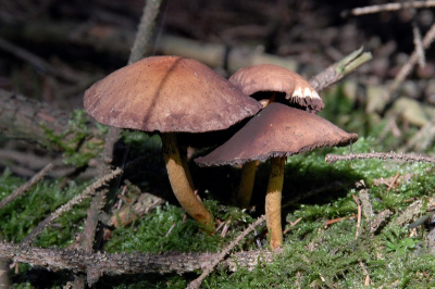 Ik vond het een leuke fot maar welke soort is het?
In een sparrenbos