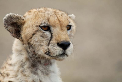 Dit jachtluipaard was op zoek naar een prooi. En zat aan de kant van de weg. Na enige tijd te hebben rondgekeken ging hij er vandoor, en wat bleek...toen kwam er een jong impala jong verscholen in het hoge gras te voorschijn. Het impala jong heeft veel geluk gehad!