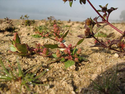 Rode Ganzevoet, met rechts in beeld Zwart Tandzaad (Bidens frondosa). Typisch rivierstrand plantje.
