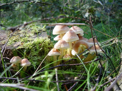 Ook deze zwavelkopjes genoten van de heerlijke herfstzon vandaag. Langzamerhand begint het paddestoelenseizoen goed op gang te komen. Je ziet nu van veel soorten jonge en dus fraaie exemplaren.