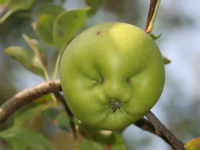 Soms verveel je je en zie je dingen waar je normaal gesproken niet op let. Zo ook deze mij aanstarende Groene apple (of zou die toch genetisch gemanipuleerd zijn....