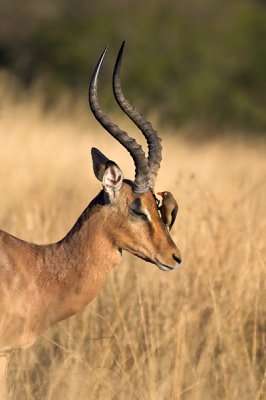 Maar weer eens een foto die me terug doet verlangen naar warmere tijden. Deze impala man wordt keurig van parasieten ontdaan door de ossenpikker. Leuk detail is dat uit studie is gebleken dat ze niet alleen parasieten vangen maar ook wonden open houden en bloed drinken. Aan de ene kant dus nuttig aan de andere kant dus niet. De mannetjes impalas waren altijd lastig te benaderen, schuw omdat er op hen gejaagd werd ...