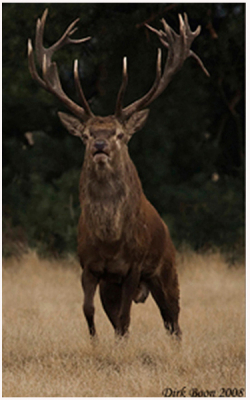 Opname gemaakt langs de wildbaan op de Hoge Veluwe  op een mooie zondagmiddag tijdens de bronst