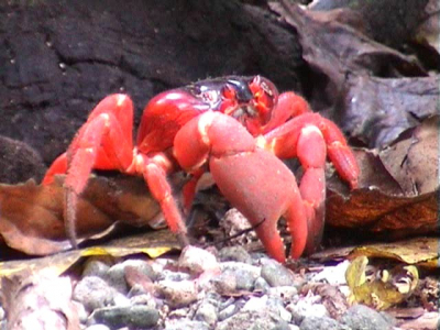 Almost every place on this tiny island (24x7km) one can see and heard this endemic crab, total population of adults is estimated to be at least 100 million! It felt incredible to walk in the rainforest and see this red ones everywhere on the ground running away from the path.