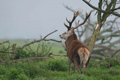 Foto is gemaakt in het open gebied van de Oostvaardersplassen. Een paar uur met de boswachter mee van Staatsbosbeheer.