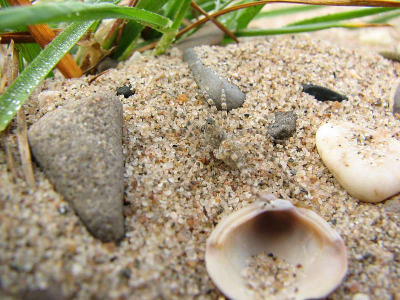 Het was enorm mistig tijdens de KNNV afdeling Nijmegen excursie deze ochtend, maar gelukkig was er dichtbij ook het nodige te zien. De Grindwolfspin op deze foto was maar klein, even later kwamen we een veel groter exemplaar tegen.
