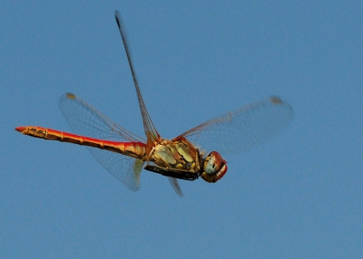 deze foto van een zwervende heidelibel (vrouwtje)heb ik gemaakt op het eiland kreta, vrij hoog in de bergen, de blauwe achtergrond is niet van de lucht maar van de zee, ik fotografeerde deze foto van boven naar beneden.