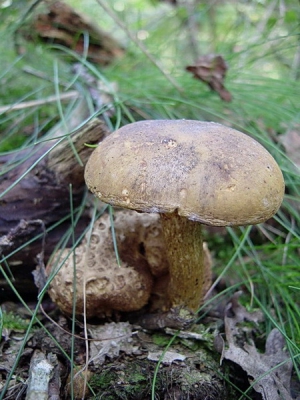 Ontzettend veel aardappelbovisten in het bos. En ervan geparasiteerd door deze kostgangerboleet, die zijn gastheer al haast leeg heeft. Deze boleet is zeldzaam, dus ik was blij met de vondst.