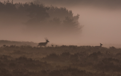 Een van m'n helaas weinige herten foto's deze bronst.
Ik vind het leuker om s'morgens aleen het bos in te gaan dan
in de rij op de hoge veluwe. Alleen zijn de foto's natuurlijk 
minder in aantal en minder mooi.