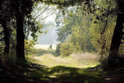 al wandelend kwam ik dit tavereel in het bos tegen
met mijn 24-70 lens vond ik het wl aardig,maar met mijn 100-300 lens op 100mm vond ik wel hem bijzonder.