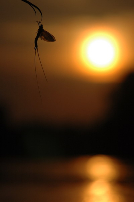 Van het late voorjaar tot de vroege zomer ontvouwt zich op de Tisza-rievier in Hongarije een spektaculair natuurverschijnsel. Miljonen langstaartige eendagsvliegen of haften vliegen in een tijdbestek van een paar uur in enorme zwermen op, planten zich voort en gaan weer ten onder.
Paren en sterven: het korte, maar wellustige leven van de eendagsvlieg.