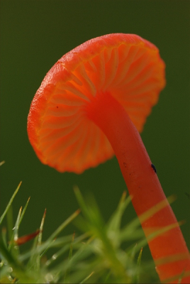 het had net geregend en ik zag deze paddestoel tussen het natte mos staan. moet er wat voor over hebben dus in het mos gaan liggen
