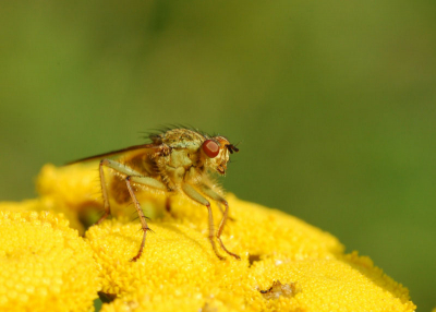 gemaakt met redelijk goed macro weer bij een klein vennetje tussen Miste en Corle naast het Grote Goor