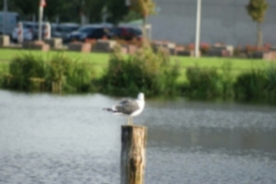 Deze foto is gemaakt met een zoomlens op een avond bij zon
met een Tamron-lens