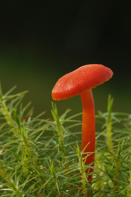 het zij de zelfde opname omstandigheden als mijn vorige upload alleen nu vanuit een andere positie. voor deze foto moest ik ook op mijn buik in het natte mos. voor de rest was het mooi licht net na de bui